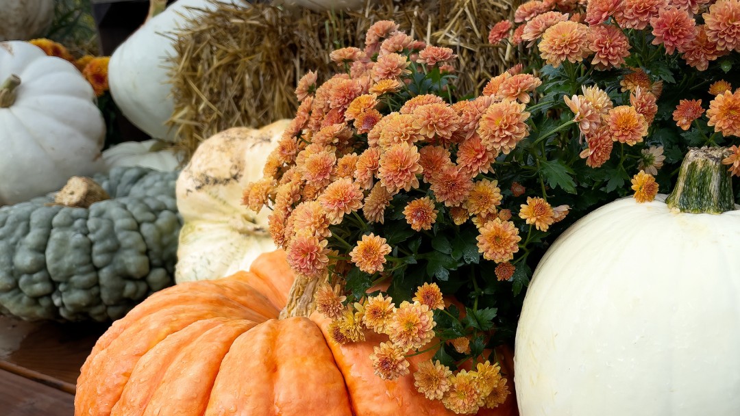 Your Perfect Fall Wedding – Catering Options Customized For The Fall Season